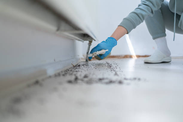 Best Affordable Pest Control Services  in Brent, AL